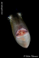 Trigger fish 